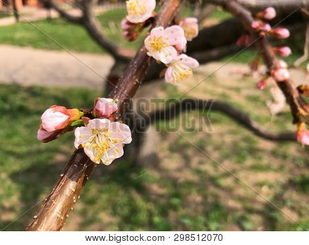 Flowering Apple Tree Or Flowering Tree In Spring
