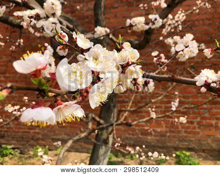 flowering Apple tree or flowering tree in spring