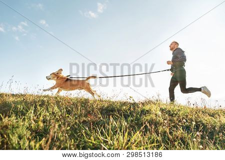 Canicross Exercises. Man Runs With His Beagle Dog. Outdoor Sport Activity With Pet