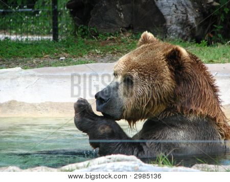 Medvěd hnědý Kodiak