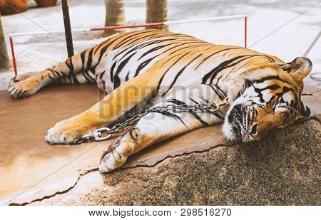 A Beautiful Tiger Sleeping In A Zoo