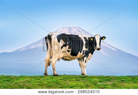 Cows Standing On The Green Field In Front Of Fuji Mountain, Japan.