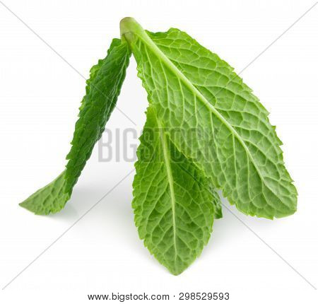 Fresh Raw Mint Leaves Isolated On White Background.
