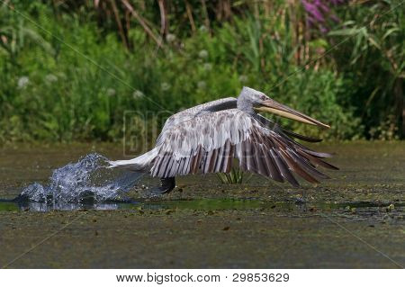 Dalmatiske Pelican (pelecanus Crispus)
