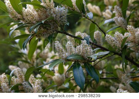Spring. The Flowers Of Prunus Laurocerasus Closeup