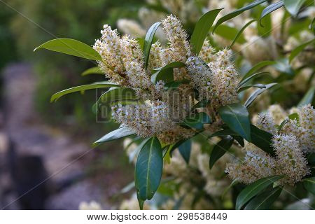 Spring. The Flowers Of Prunus Laurocerasus Closeup