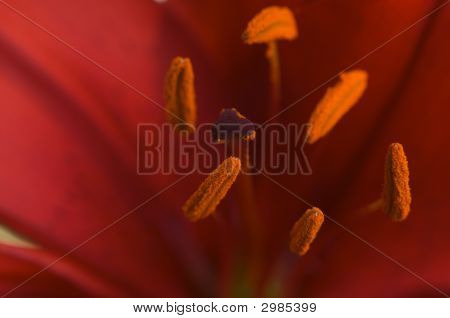 Bela flor de lírio asiático anteras