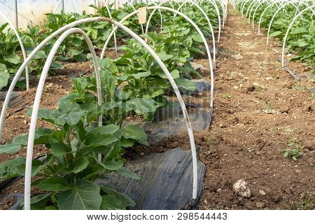 Young Plants Of Eggplants Vegetables Growing In Greenhouse Close Up