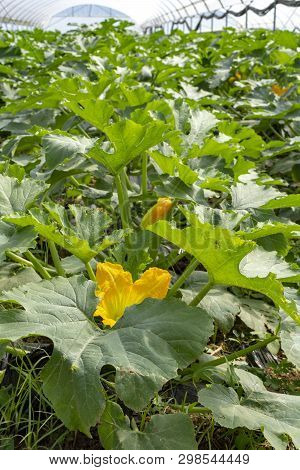 Young Plants Of Rijpende Courgette Zucchini Vegetables Growing In Greenhouse Close Up