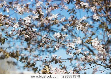 Cherry Plum Branches With White Flowers And Young Leaves, Spring Concept.