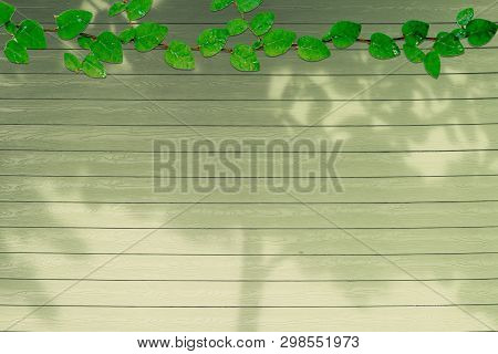 Green Leaves Of Coatbuttons Nature Border And Shadow Plant Tree On Dry Moss Color Wood Background