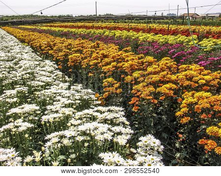 Field Of Perfect  Gerbera's In Beautiful Full Blossom In Holambra, Brazil