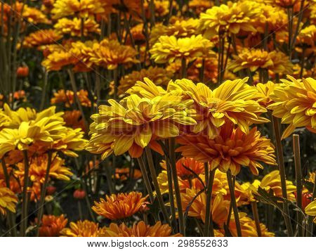 Field Of Perfect  Gerbera's In Beautiful Full Blossom In Holambra, Brazil