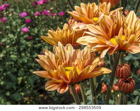 Field Of Perfect  Gerbera's In Beautiful Full Blossom In Holambra, Brazil