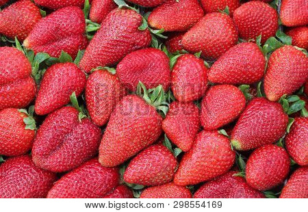 Red Background Of Many Ripe Strawberries Just Harvested In Spring