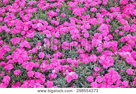 Background Of Plants With Small Flowers Called Kahori Or Dianthus Caryophyllus  In Spring