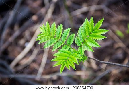 Spring Young Leaves Of Wild Mountain Ash In The Spring Forest.
