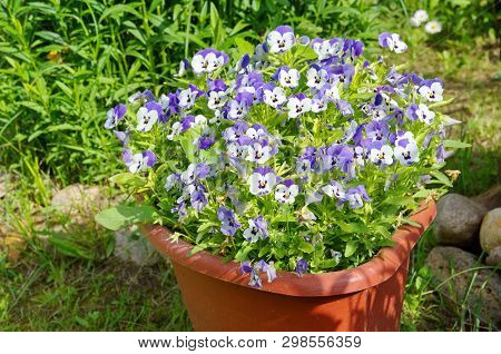 Flowering Violet Tricolor (lat. Viola Tricolor) In The Pots