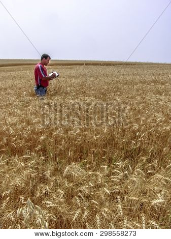 Tibagi, Parana, Brazil, September 20, 2007. Agronomist Analyzing Plants In A Wheat Crop In Brazil