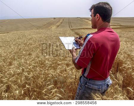 Tibagi, Parana, Brazil, September 20, 2007. Agronomist Analyzing Plants In A Wheat Crop In Brazil