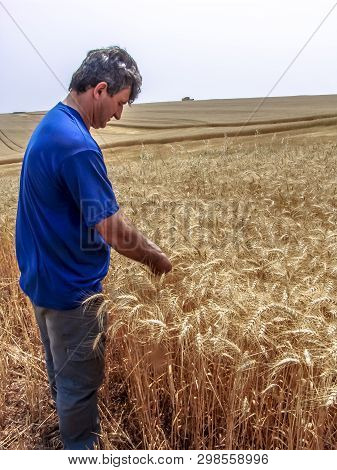 Tibagi, Parana, Brazil, September 20, 2007. Agronomist Analyzing Plants In A Wheat Crop In Brazil
