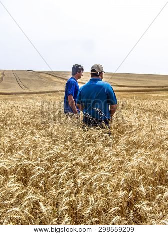Tibagi, Parana, Brazil, September 20, 2007. Agronomist Analyzing Plants In A Wheat Crop In Brazil