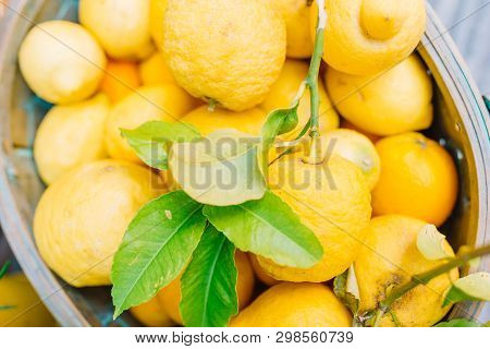 Wicker Basket Full Of Lemons On The Italian Street Od Corniglia