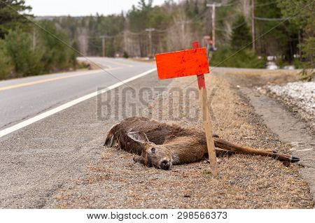 Dead White-tailed Deer Hit By A Car Lying On Roadside In Quebec, Canada