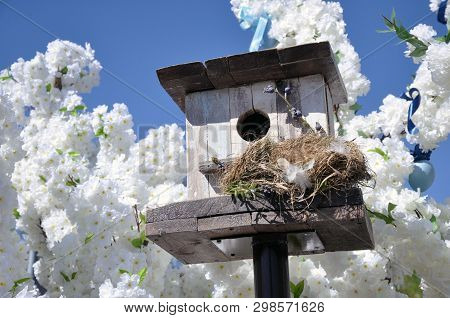 Squashbox. Caring For Animals And Birds, The Problems Of Bird Survival In The City, The Natural Envi