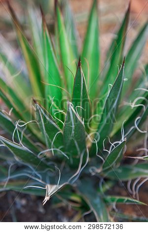 Agave Filifera In A Desert, Close-up Image.plant Natural Background.