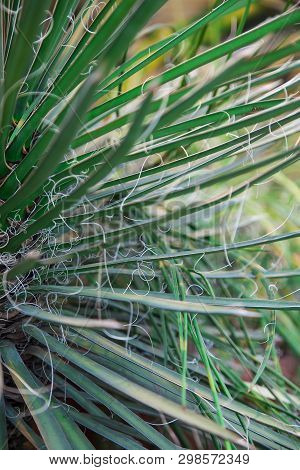 Agave Filifera In The Desert, Close-up Image.focus On Thin Leaves, Natural Background.