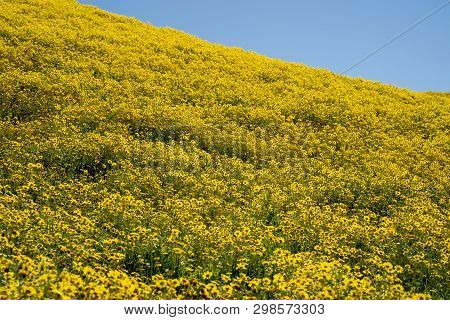 Large Field Of Goldfield Hillside Daisies During California Superbloom
