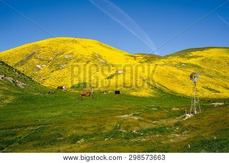 Rustic Windmill And Farm In Carrizo Plain National Monument During The California Superbloom. Rollin