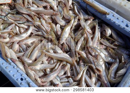 The Fresh Smelts Lie In A Plastic Box In The Market