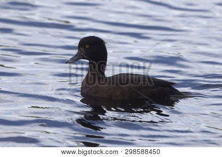 Female Tufted Duck (aythya Fuligula)