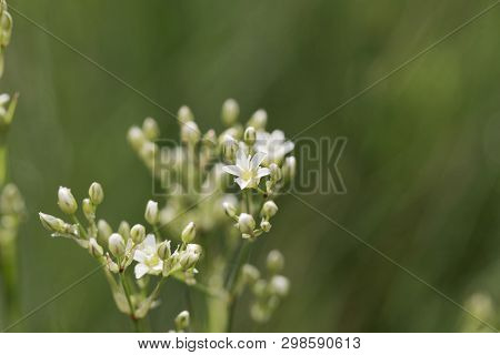 Thyme-leaf Sandwort, Arenaria Serpyllifolia
