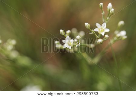 Thyme-leaf Sandwort, Arenaria Serpyllifolia