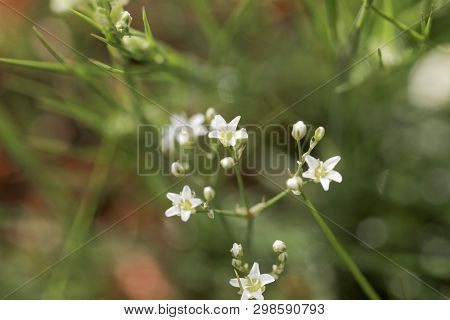 Thyme-leaf Sandwort, Arenaria Serpyllifolia
