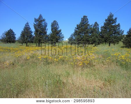 Spring Superbloom Field With Mustard And Evergreens