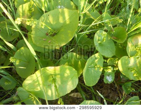 Close View Of Miners Lettuce At Park With Grass