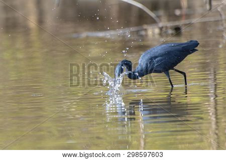 Black Heron Wading In Shallow Water , Egretta Ardesiaca