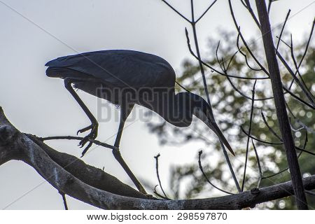 Black Heron - Portrait,close Up , Egretta Ardesiaca