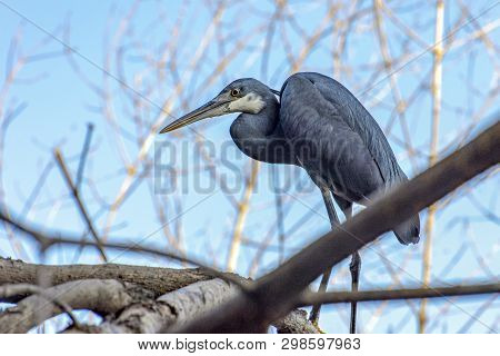 Black Heron - Portrait,close Up , Egretta Ardesiaca