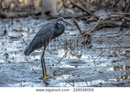 Black Heron Wading In Shallow Water , Egretta Ardesiaca