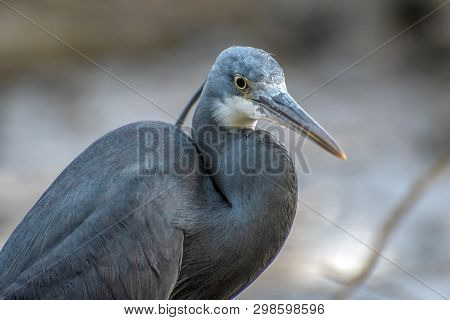 Black Heron - Portrait,close Up , Egretta Ardesiaca