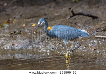 Black Heron Wading In Shallow Water , Egretta Ardesiaca
