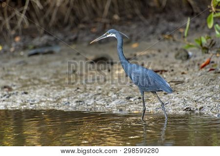 Black Heron Wading In Shallow Water , Egretta Ardesiaca