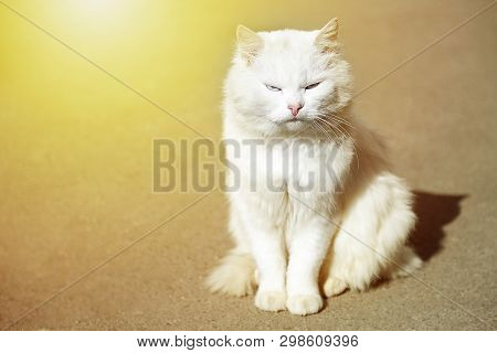 White Careless Rapid Cat Is Sitting Under Direct Sunlight. Copy Space For Text.