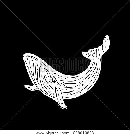 Vaquita Marina Blue Whale Sealife  Vector Illustration