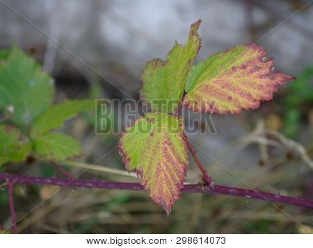 Reddish Purple Colored Leaves On A Twig With Thorns
